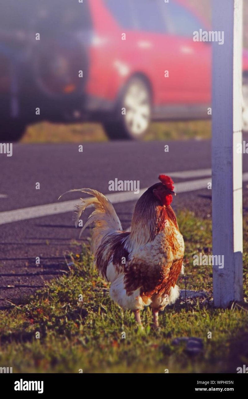 Explore juego chicken road